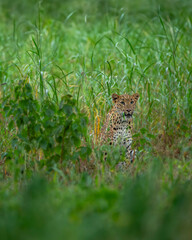 indian wild shy female leopard or panther or panthera pardus  with eye contact trying to hide or camouflage in green grass in winter season outdoor jungle safari at jhalana forest reserve jaipur india