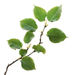 Autumn leaves isolated on white background with clipping path. Close up.