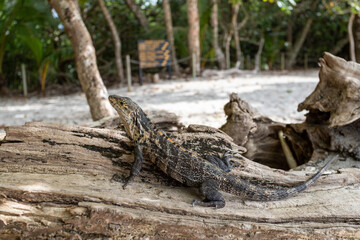 Animaux wildlife au Costa Rica crabe oiseaux iguane