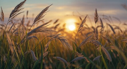 Naklejka premium Evening Breeze Through Tall Grass