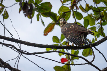 Animaux wildlife au Costa Rica crabe oiseaux iguane