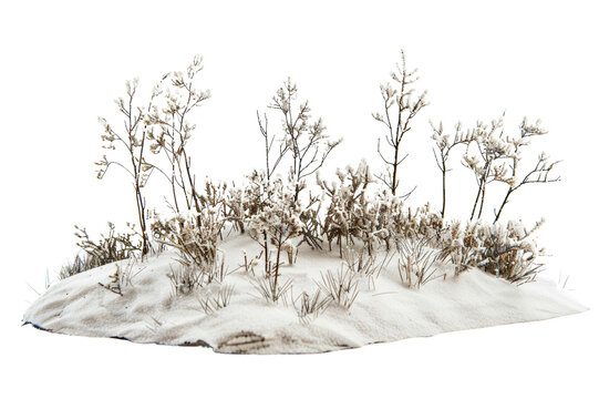 Dried plants grass bushes shrub and small plants in snow isolated on white or transparent background