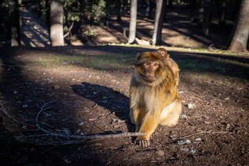 Voyage dans la m&eacute;dina de Fes au Maroc