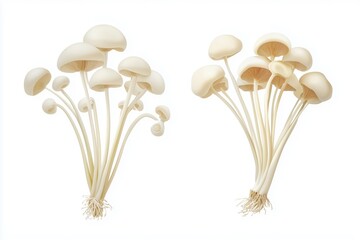 Harvesting edible mushrooms forest floor botanical photography natural environment close-up fungi diversity