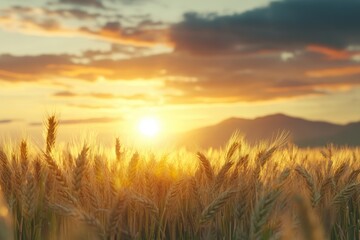 Fototapeta premium Meadow of wheat on sundown. Nature composition.