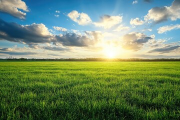 Obraz premium panoramic view of green field in the light of the evening sun