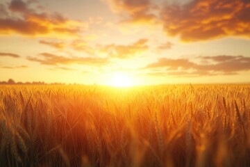 Obraz premium sunset on the field of wheat. Composition of nature