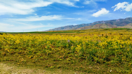 Landscape of mountains, field and sky.