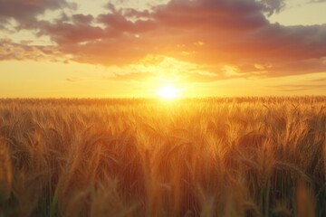 Obraz premium wheat field on sunset