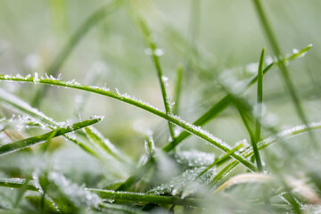 Mit Frost besetztes Grashalme an einem kalten Wintertag