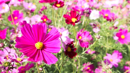 Fototapeta premium pink flower field that are both large and small, alternating in large numbers, and are white The greens blend together beautifully.