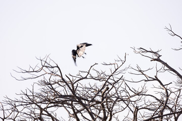 In the dry season, the leaves fall, leaving only dry branches and lace, creating a beautiful dry picture.