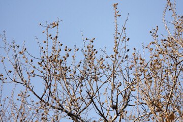 Obraz premium In the dry season, the leaves fall, leaving only dry branches and lace, creating a beautiful dry picture.