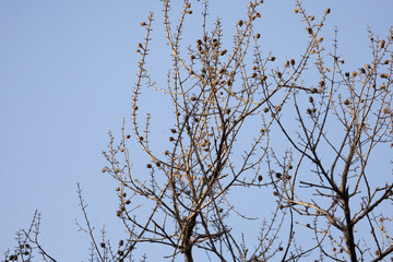 Obraz premium In the dry season, the leaves fall, leaving only dry branches and lace, creating a beautiful dry picture.