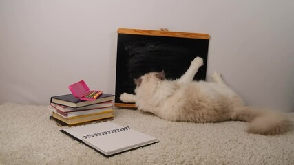 Regdoll cat lying on side near black school desk and books, back to school.