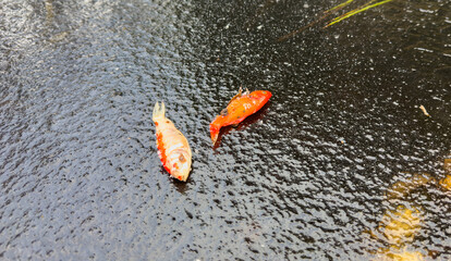 Koi Fish froze to death in the garden pond in winter and lay on the ice