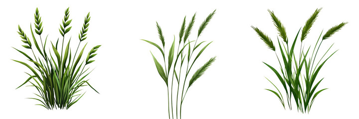Fototapeta premium Lush green grass plants in various shapes and sizes, perfect for rustic landscapes