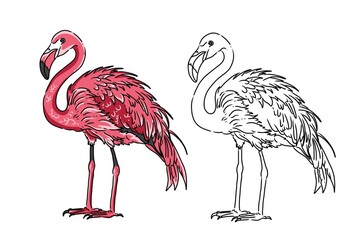 Image of flamingo. Flamingo sketch. Can be used as a book illustration. Illustrated flamingo coloring book