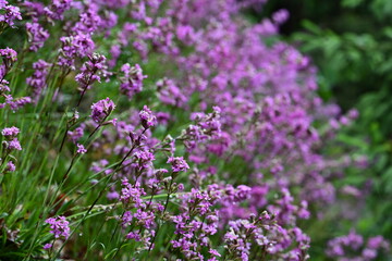 Gewöhnliche Pechnelke. Pink blühende Wildblume mit Wassertropfen