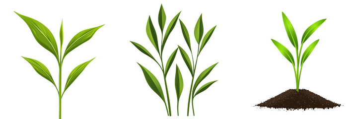 Fototapeta premium Growing plants in various stages, showcasing nature beauty and vitality