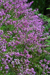 Gewöhnliche Pechnelke. Pink blühende Wildblume mit Wassertropfen