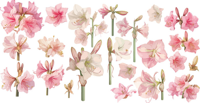 amarillis watercolor clipart