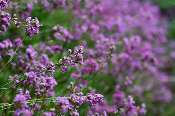 Fototapeta premium Gewöhnliche Pechnelke. Pink blühende Wildblume mit Wassertropfen