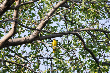 Fototapeta premium A canary with a set of yellow and black feathers. Males have a golden yellow overall body. black wings and tail Has a black eye stripe The edges of the wings and tail have yellow markings. dark pink l