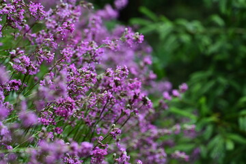 Fototapeta premium Gewöhnliche Pechnelke. Pink blühende Wildblume mit Wassertropfen