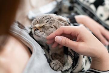 可愛い猫を撫でる飼い主　シャムトラ猫