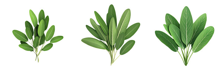 Obraz premium Fresh green leaves arranged in vibrant display, showcasing nature beauty and diversity