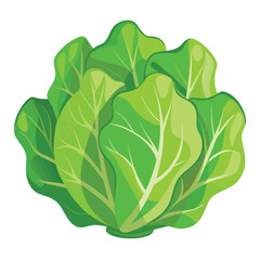 cabbage isolated on white background