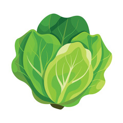 cabbage isolated on white background