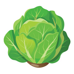 cabbage isolated on white background