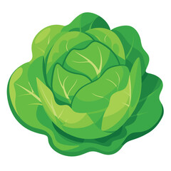 cabbage isolated on white background