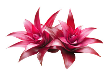 Stunning Bromeliads Isolated on transparent Background for Floral Design and Decor