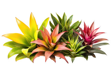 Vibrant Bromeliads Isolated on transparent Background for Floral Arrangement Inspiration
