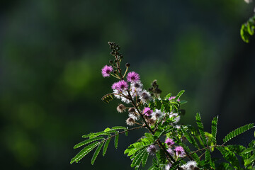 A vibrant delicate cluster of pink flowers against a blurred background. 
