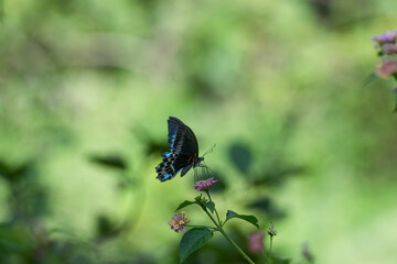 The beautiful Papilo polymnestor butterfly with predominantly black wings adorned with a striking pattern of white and blue spot is perched on a vibrant pink flower with lush green foliage background.