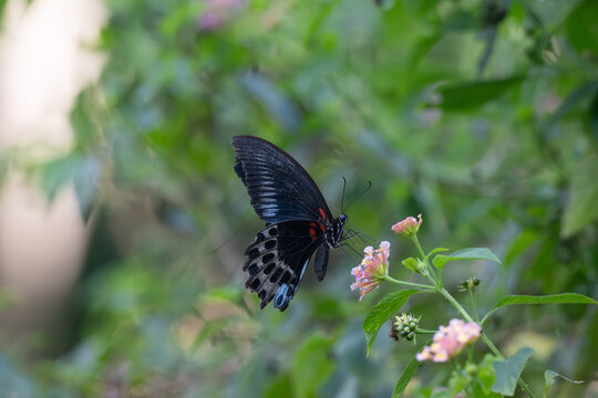 The beautiful Papilo polymnestor butterfly with predominantly black wings adorned with a striking pattern of white and blue spot is perched on a vibrant pink flower with lush green foliage background.