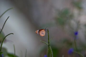 The beautiful plain tiger butterfly with vibrant orange and black in color in mid flight against a...
