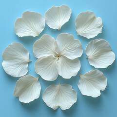 White flower petals arranged in a circular pattern