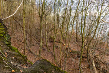 Fire pits in the forest on the coast in Gdynia, military monuments, artillery positions, historical places from World War II