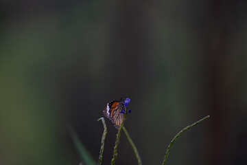 The beautiful plain tiger butterfly with vibrant orange and black in color in mid flight against a soft, blurred background of green foliage and a cluster of delicate blue flowers.