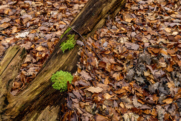 Fire pits in the forest on the coast in Gdynia, military monuments, artillery positions, historical places from World War II