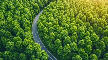 Aerial view of dense forest with a curved highway illustrating carbon neutrality, net zero emissions, and trees' vital role in carbon capture and sustainable travel
