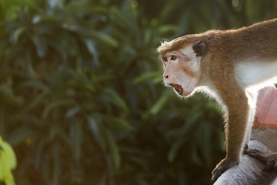 A macaque monkey is seen in an alert posture, perched on a rock or tree limb. The background is filled with lush green foliage, indicating a natural habitat. The monkey s expression is intense