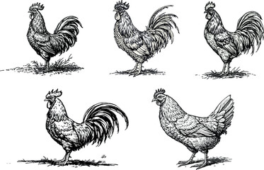 Set vector of hand-drawn vintage engraving-style illustration of a chicken in line work