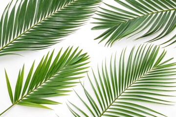 Obraz premium Collection of Green Tropical Palm Leaves on a Crisp White Background for Eco-Friendly Design