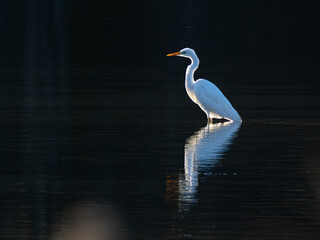 Silberreiher (Ardea alba) mit Spiegelung im Wasser